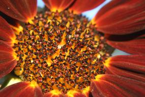 Sunflower Macro