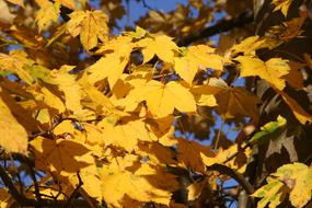 Fall Foliage Maple leaves