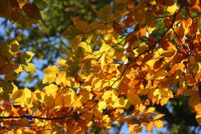 Autumn trees Fall Foliage