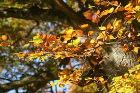 Close-up of the beautiful tree with the colorful fall foliage, in sunlight