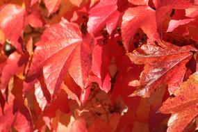 Autumn Wine Partner