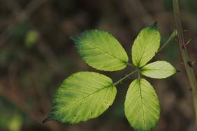 Blackberry Sheet green