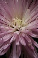 Flower Lilac pink macro