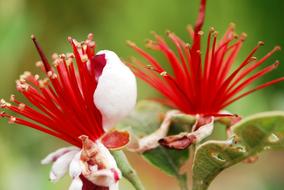 Bloom Acca close-up on blurred background