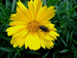 fabulous Daisy Yellow