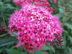 Pink Flowerhead Florets