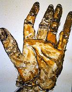 Tusche Indian Ink Watercolour hand