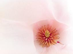 Macro pink Blossom