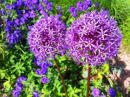 goodly violet Bloom Flower