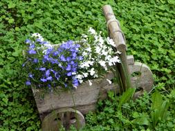 perfect Flower Blue White