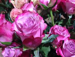 closeup photo of extraordinarily beautiful Roses Flowers