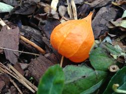 Lampionblume Orange