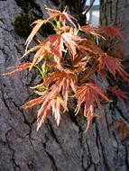 Fall Foliage Colorful Leaves