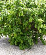 bush plant with green leaves