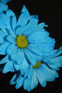 Macro photo of Blue Daisies