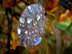 dew drops on autumn leaf on blurred background