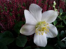 Christmas Rose White cute