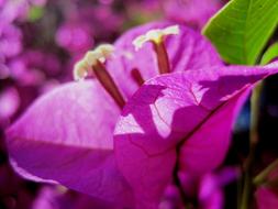 goodly Bloom Pink sun