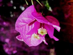 perfect Bloom Pink