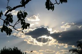 Beautiful plants, at colorful sunset with dark clouds