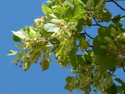 Linden, blooming branches at sky