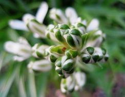 Flowers Buds Green close-up in blurred background