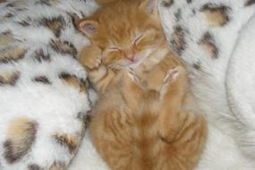 Kitten Sleep