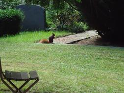 Beautiful landscape of the park, with cute squirrel, near the bench, among the plants