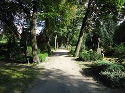 Trees at Park Cemetery