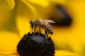 fabulous Bee Wasp