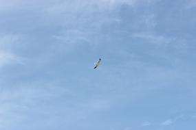 Sky Blue Nuve