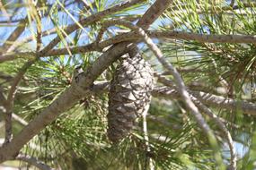 Pineapple Pine