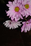 Daisy pink