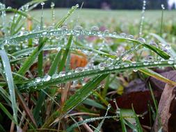Dewdrop Grass With Dew