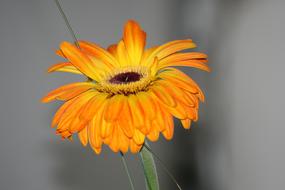 Orange and Yellow gerbera Flower at grey background
