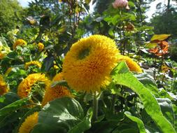 Dahlia Teddy flowers at Summer