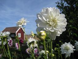 Close-up of the beautiful and colorful dahlia flowers near the cottage, under the blue sky with white clouds