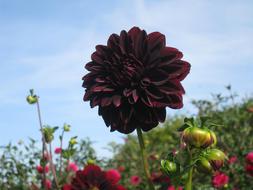 Dahlia as a Dark Red Flowers