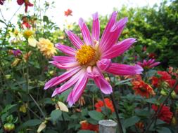 Pink Flowers Dahlia at summer