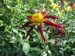 Colors Dahlia flower at Summer