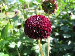 Dark Red Dahlia Leaf