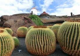 Lanzarote Cactus