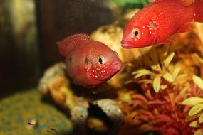 Aquarium Fish