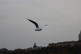 Seagull White