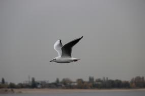 White Seagull bird flying