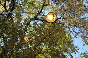 lantern Trees and Sky