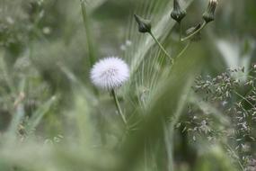 extraordinarily beautiful Dandelion Macro