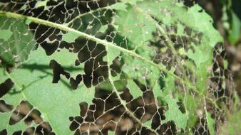Detail photo of Caterpillar on Sheet