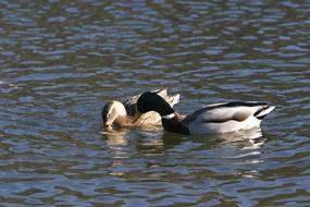 Wild ducks Altmul water