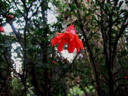 Tree Pomegranate red Flower
